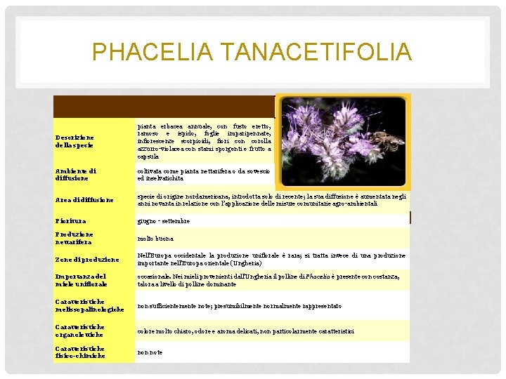 PHACELIA TANACETIFOLIA Descrizione della specie pianta erbacea annuale, con fusto eretto, ramoso e ispido,