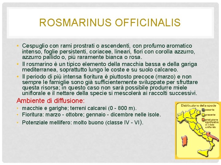 ROSMARINUS OFFICINALIS • Cespuglio con rami prostrati o ascendenti, con profumo aromatico intenso, foglie