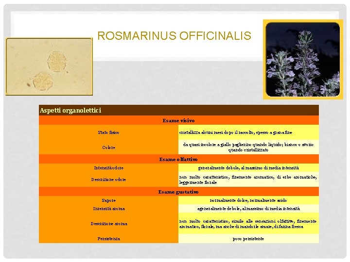 ROSMARINUS OFFICINALIS Aspetti organolettici Esame visivo Stato fisico Caratteristiche melissopalinologiche cristallizza alcuni mesi dopo