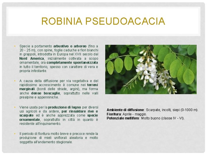 ROBINIA PSEUDOACACIA • Specie a portamento arbustivo o arboreo (fino a 20 - 25