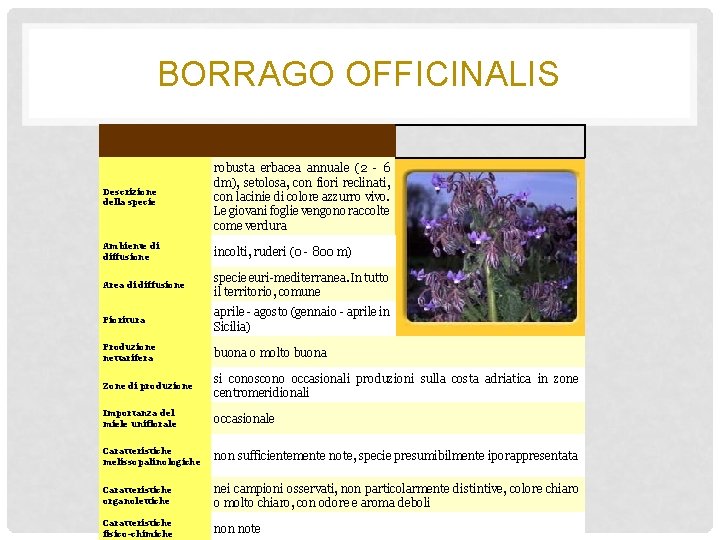 BORRAGO OFFICINALIS Descrizione della specie robusta erbacea annuale (2 - 6 dm), setolosa, con