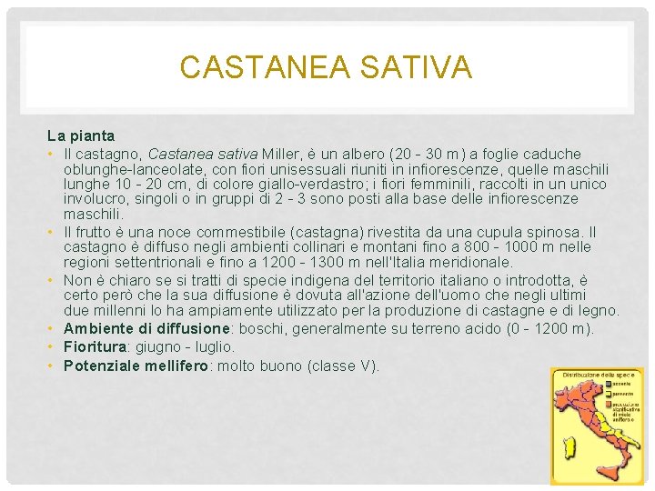 CASTANEA SATIVA La pianta • Il castagno, Castanea sativa Miller, è un albero (20