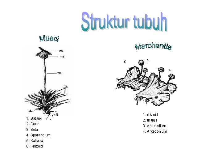 3 4 1 1. Batang 2. Daun 3. Seta 4. Sporangium 5. Kaliptra 6.