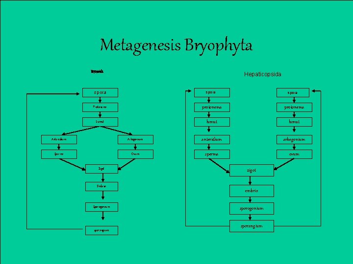 Metagenesis Bryophyta Bryopsida Hepaticopsida spora Protonema protonema Lumut lumut spora Anteredium Arkegonium anteridium arkegonium