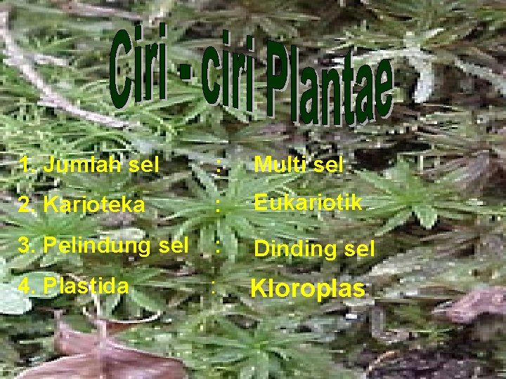 1. Jumlah sel : Multi sel 2. Karioteka : Eukariotik 3. Pelindung sel :