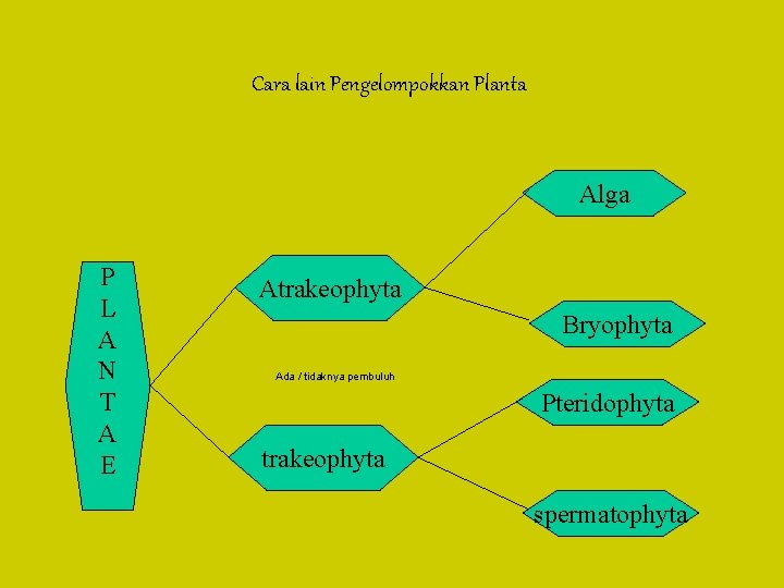 Cara lain Pengelompokkan Planta Alga P L A N T A E Atrakeophyta Bryophyta