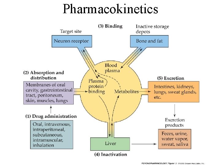 Pharmacokinetics 