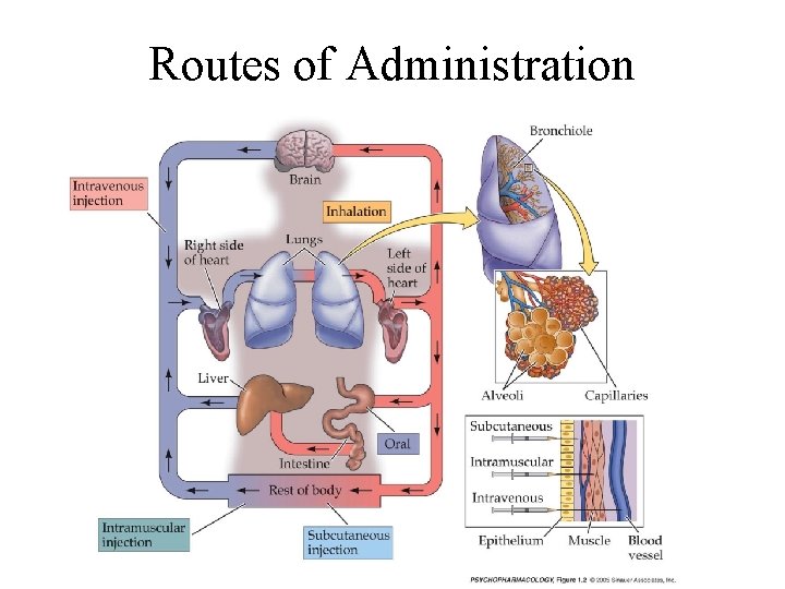 Routes of Administration Routes of Administration