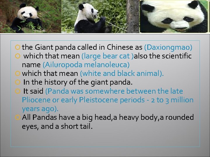  the Giant panda called in Chinese as (Daxiongmao) which that mean (large bear
