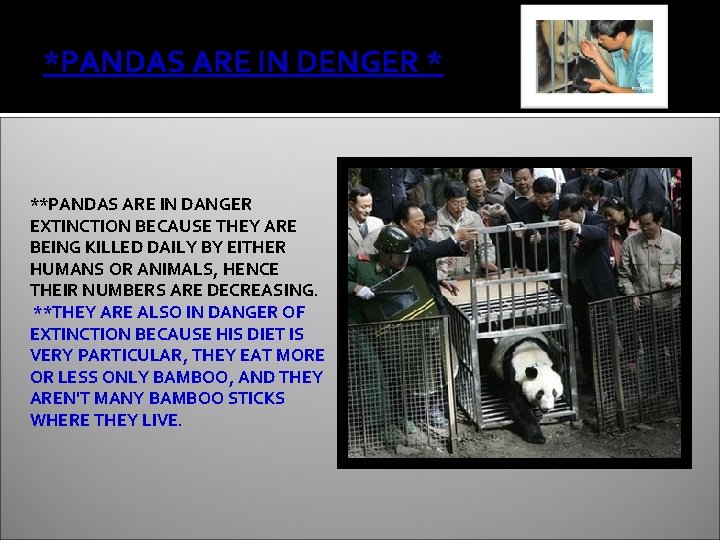 *PANDAS ARE IN DENGER * **PANDAS ARE IN DANGER EXTINCTION BECAUSE THEY ARE BEING