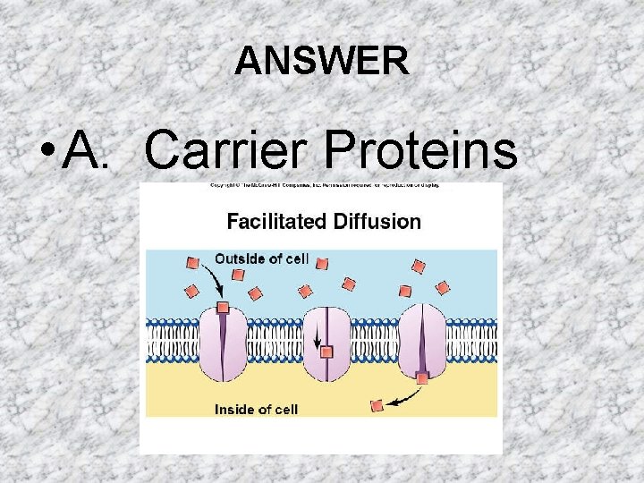 ANSWER • A. Carrier Proteins ANSWER • A. Carrier Proteins