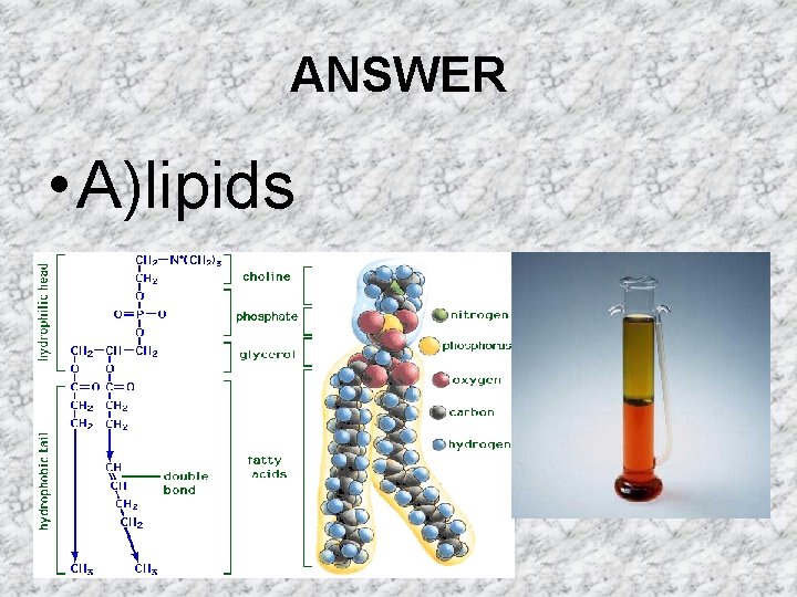 ANSWER • A)lipids ANSWER • A)lipids