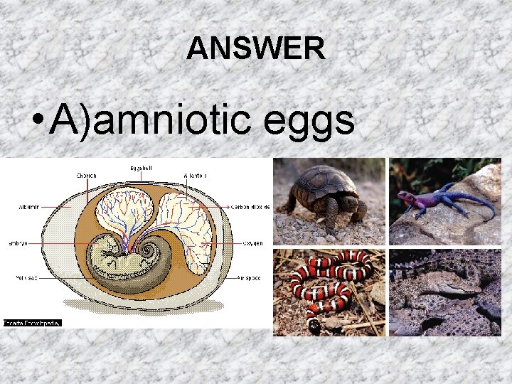ANSWER • A)amniotic eggs ANSWER • A)amniotic eggs