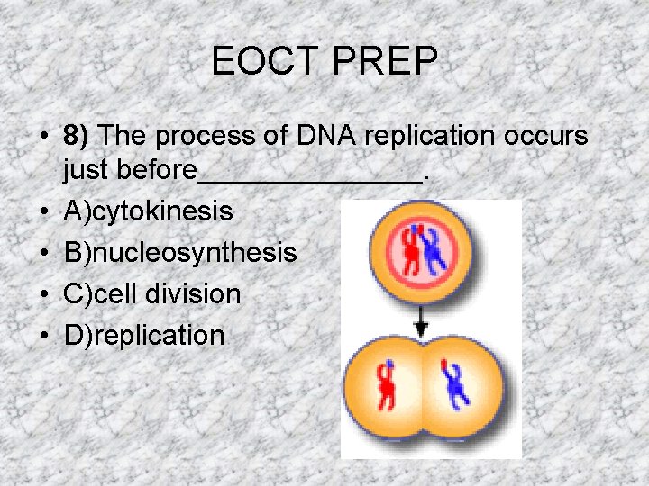 EOCT PREP • 8) The process of DNA replication occurs just before_______. • A)cytokinesis EOCT PREP • 8) The process of DNA replication occurs just before_______. • A)cytokinesis