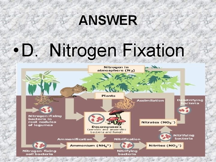 ANSWER • D. Nitrogen Fixation ANSWER • D. Nitrogen Fixation