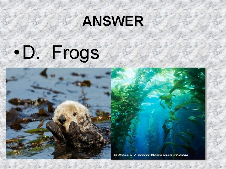 ANSWER • D. Frogs ANSWER • D. Frogs