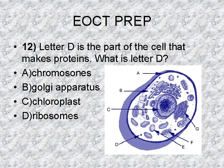 EOCT PREP • 12) Letter D is the part of the cell that makes EOCT PREP • 12) Letter D is the part of the cell that makes