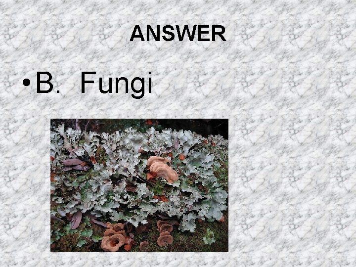 ANSWER • B. Fungi ANSWER • B. Fungi