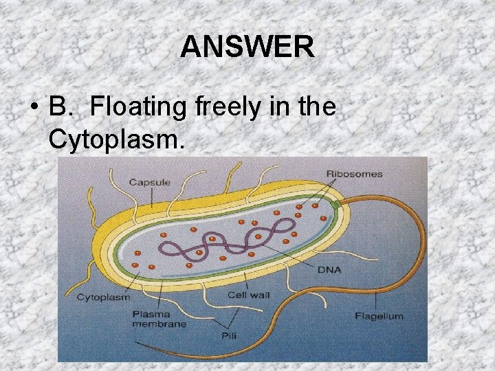 ANSWER • B. Floating freely in the Cytoplasm. ANSWER • B. Floating freely in the Cytoplasm.