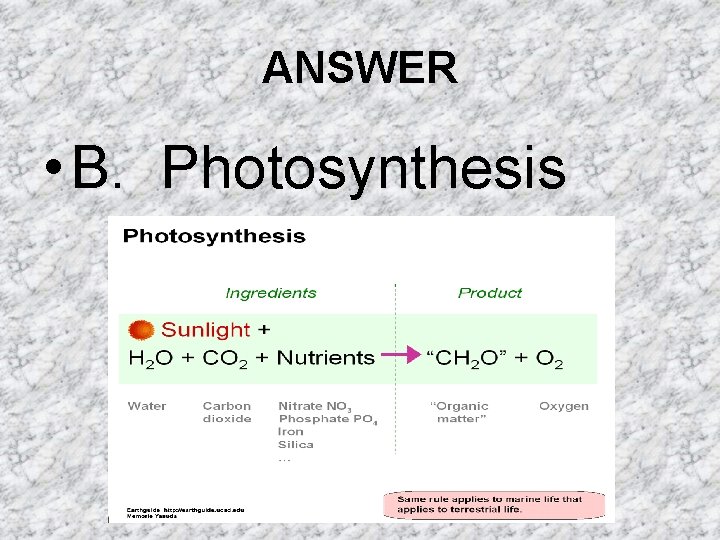 ANSWER • B. Photosynthesis ANSWER • B. Photosynthesis