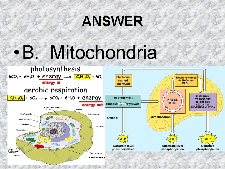 ANSWER • B. Mitochondria ANSWER • B. Mitochondria