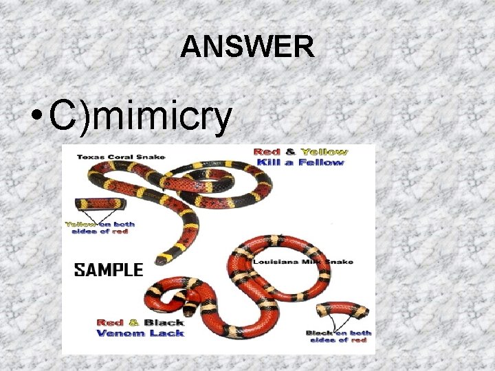 ANSWER • C)mimicry ANSWER • C)mimicry