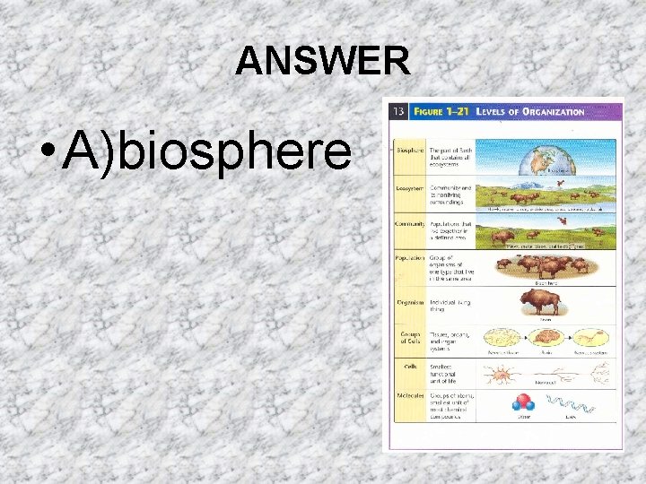 ANSWER • A)biosphere ANSWER • A)biosphere
