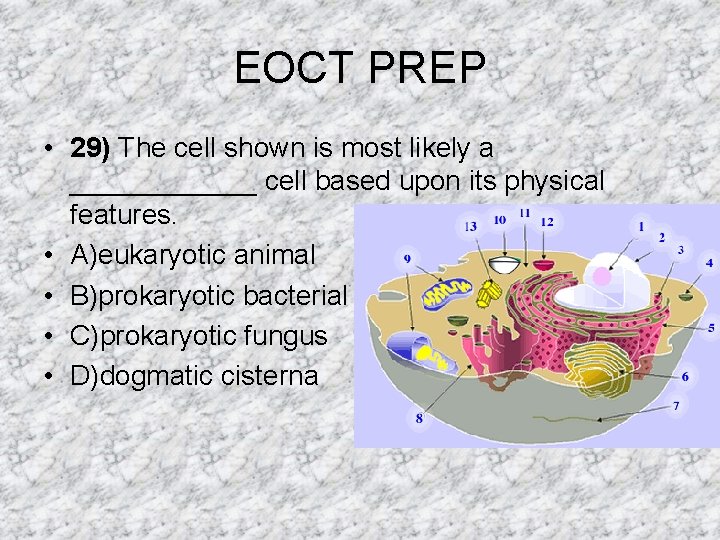 EOCT PREP • 29) The cell shown is most likely a ______ cell based EOCT PREP • 29) The cell shown is most likely a ______ cell based