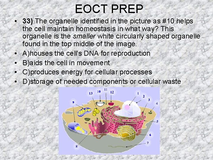 EOCT PREP • 33) The organelle identified in the picture as #10 helps the EOCT PREP • 33) The organelle identified in the picture as #10 helps the