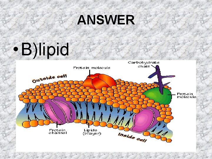 ANSWER • B)lipid ANSWER • B)lipid