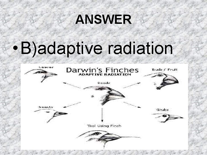 ANSWER • B)adaptive radiation ANSWER • B)adaptive radiation