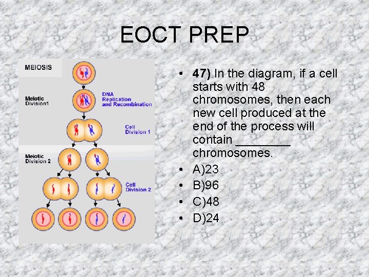 EOCT PREP • 47) In the diagram, if a cell starts with 48 chromosomes, EOCT PREP • 47) In the diagram, if a cell starts with 48 chromosomes,