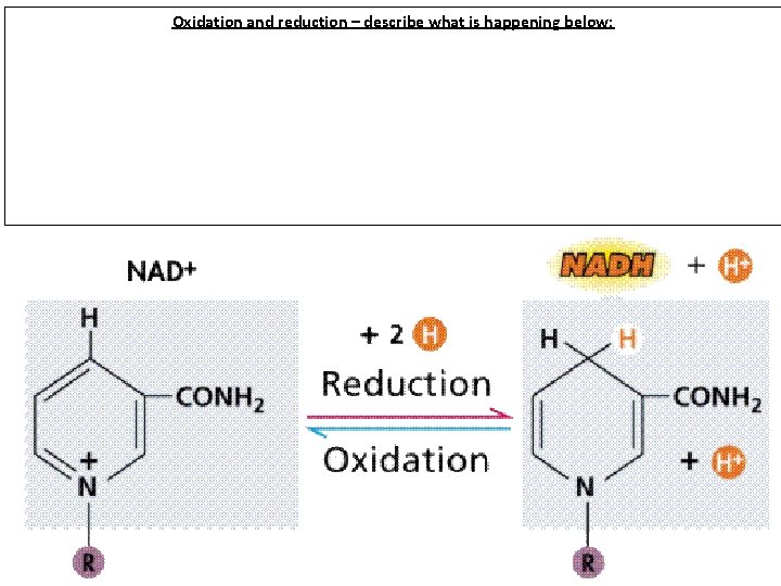 Oxidation and reduction – describe what is happening below: 