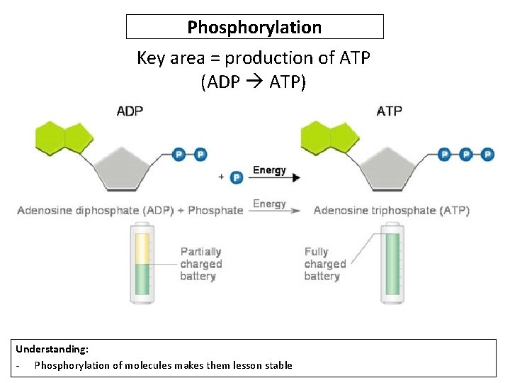 Phosphorylation Key area = production of ATP (ADP ATP) Understanding: - Phosphorylation of molecules