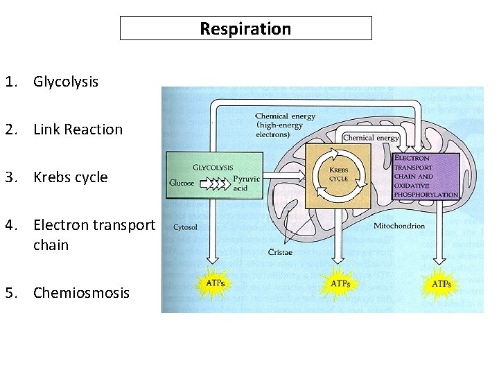 Respiration 1. Glycolysis 2. Link Reaction 3. Krebs cycle 4. Electron transport chain 5.