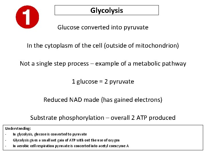 Glycolysis Glucose converted into pyruvate In the cytoplasm of the cell (outside of mitochondrion)