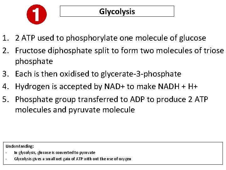 Glycolysis 1. 2 ATP used to phosphorylate one molecule of glucose 2. Fructose diphosphate