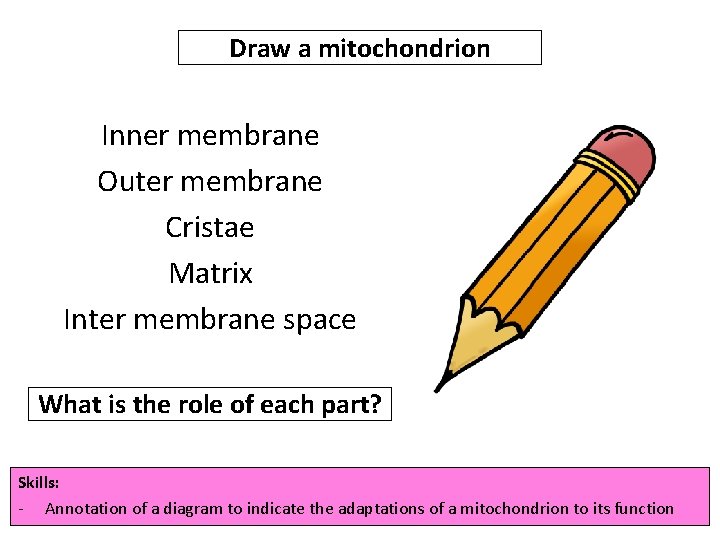 Draw a mitochondrion Inner membrane Outer membrane Cristae Matrix Inter membrane space What is