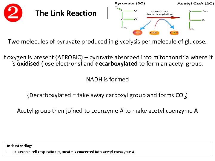 The Link Reaction Two molecules of pyruvate produced in glycolysis per molecule of glucose.