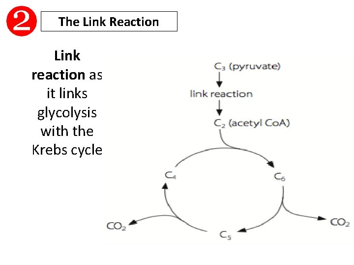 The Link Reaction Link reaction as it links glycolysis with the Krebs cycle 