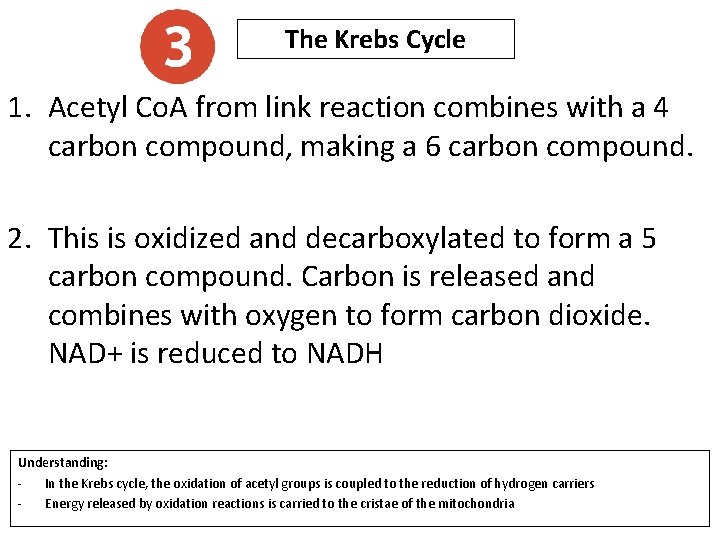 The Krebs Cycle 1. Acetyl Co. A from link reaction combines with a 4