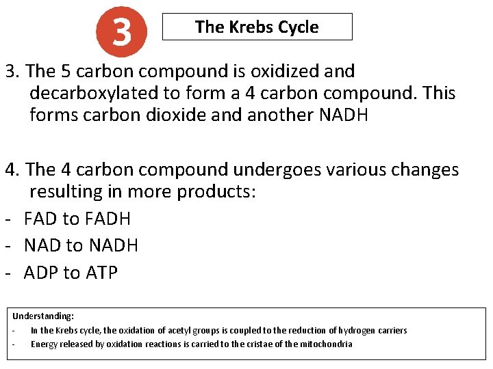 The Krebs Cycle 3. The 5 carbon compound is oxidized and decarboxylated to form