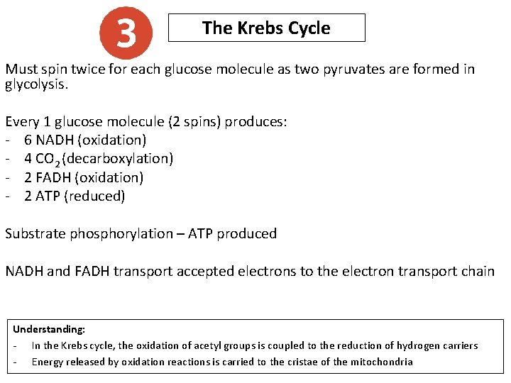 The Krebs Cycle Must spin twice for each glucose molecule as two pyruvates are