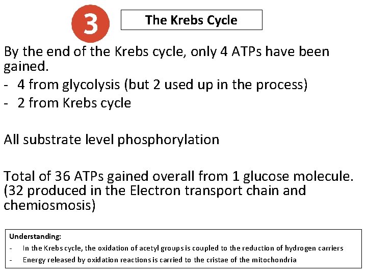 The Krebs Cycle By the end of the Krebs cycle, only 4 ATPs have