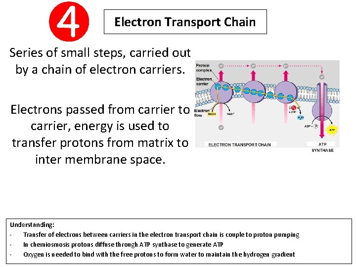 Electron Transport Chain Series of small steps, carried out by a chain of electron