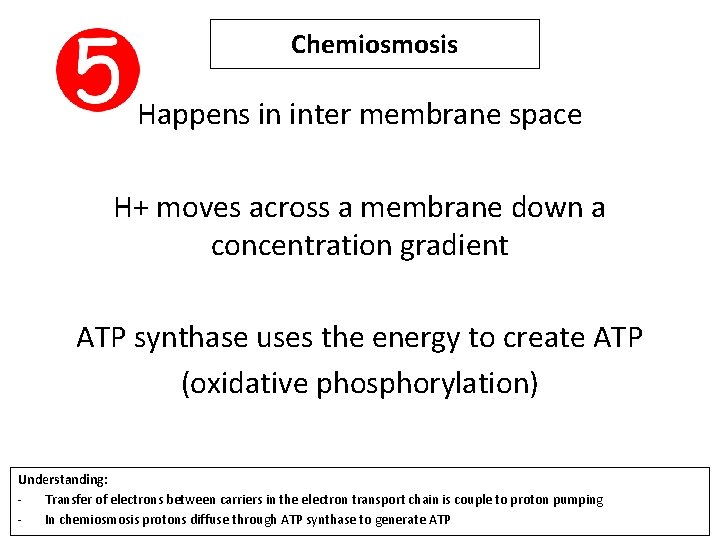 Chemiosmosis Happens in inter membrane space H+ moves across a membrane down a concentration