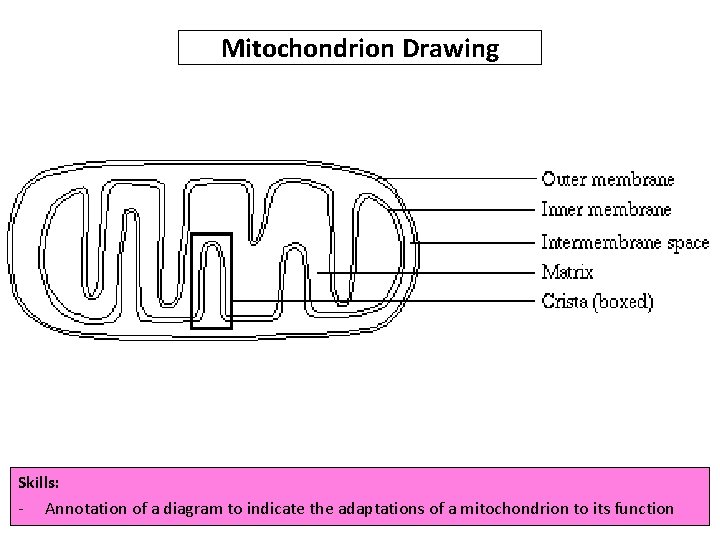 Mitochondrion Drawing Skills: - Annotation of a diagram to indicate the adaptations of a