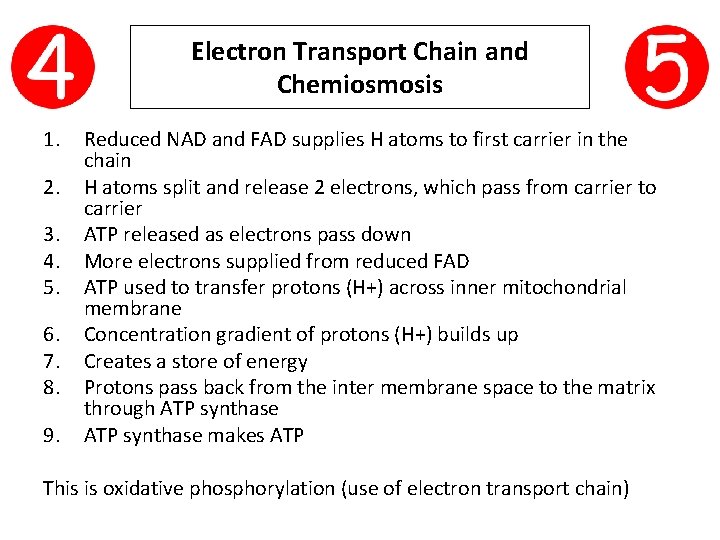 Electron Transport Chain and Chemiosmosis 1. 2. 3. 4. 5. 6. 7. 8. 9.