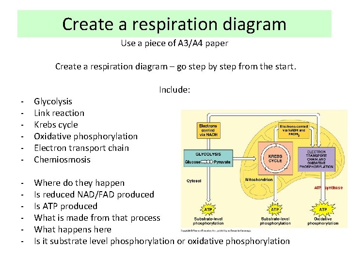 Create a respiration diagram Use a piece of A 3/A 4 paper Create a