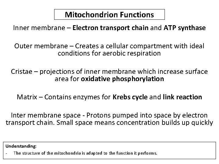 Mitochondrion Functions Inner membrane – Electron transport chain and ATP synthase Outer membrane –